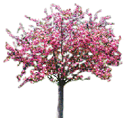 Дерево в розовом цвету