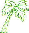 Блестящая пальма
