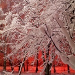 Деревья стоят в снегу,а вечер красен!!!