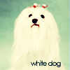  Белая <b>собака</b> 
