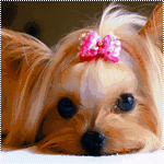 Собачка породы йоркшир терьер с розовым бантиком