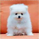  Маленький беленький пушистый щенок сидит на <b>диване</b> 