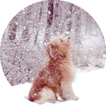 Собака сидит и смотрит на снег
