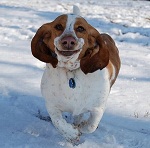 Собака бежит по снегу и будто улыбается