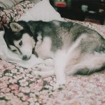 Собака сибирский хаски спит на кровати