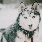Собака сибирский хаски в снегу