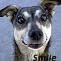  Собака <b>улыбается</b>, smile 