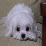 Белая лохматая собака, моргая, лежит на <b>диване</b> 