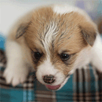  Маленький <b>щенок</b> стоит лапками на клетчатом пледе 