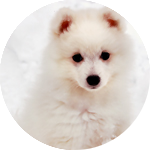 Белая собака в <b>снегу</b> 