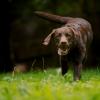 Собака породы лабрадор бежит по траве