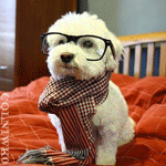 Плюшевая собака в очках