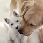 Собаки дружат, щенок и взрослый пёс