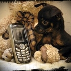 Собачка, плюшевый медведь и сотовый телефон