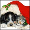  Котенок и щенок <b>спят</b> вместе в новый год 