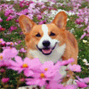 Улыбающаяся собака среди розовых цветов