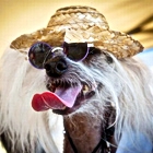 Собака в очках и шляпе