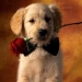  Белая <b>собака</b> с красной розой и черным бантом на шее 