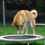 Собака породы акита-ину пытается прыгать на батуте