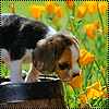 Собачка нюхает цветы