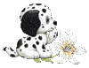Белый щенок с лилией