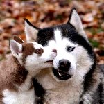 Собака сибирский хаски со щенком