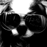 Модная собака в очках