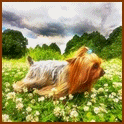 Йоркширский терьер бежит по цветочной поляне