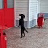 Собачка на задних лапах встречает у двери своего хозяина