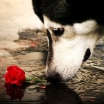 Собака сибирский хаски нюхает розу