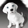 Голубоглазый белый щенок машет хвостом