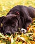 Черный пес с грустными глазами лежит на пожелтевшей траве...
