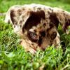 Милый щенок в траве