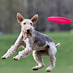 Собака прыгает за диском