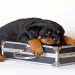 Пёс на чемодане