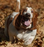 Собака бежит по засохшим листьям и будто улыбается