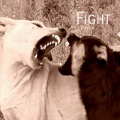 Битва собак, fight