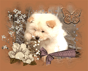 Белый щенок чау-чау с бабочкой
