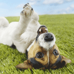 Собака счастливо валяется на траве