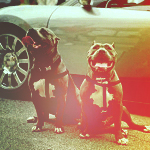 Две собаки породы боксер сидят у автомобиля