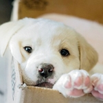 Белый щенок лабрадора, выглядывающий из картонной коробки