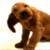 Длинноухий щенок кокер спаниель