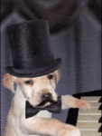 Собака играет на пианино
