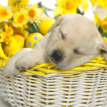 Щенок лабрадора спит в корзине с цветами