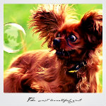 Маленькая рыжая собака смотрит на мыльный пузырь