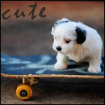 Щенок на скейте (cute)