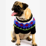 Собака в свитере