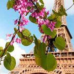  <b>Ветка</b> цветущего дерева на фоне эйфелевой башни 