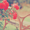 Лавочка в парке на фоне красных цветов