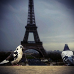 Два голубя на фоне эйфелевой башни